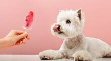Portrait Nice Dog Dog Eating Ice Cream. West Highland White Terrier Crop On Pink Background