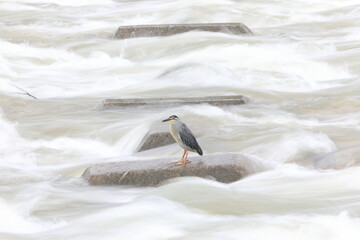 Wall Mural - Striated heron or little green heron (Butorides striatus) in Japan