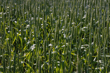 Wall Mural - Ears of wheat on a sunny day. Green wheat close-up. A close-up view of cereal fields in summer on a green wheat field. Beautiful wheat field with green ears close-up. Selective focus.