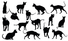 Silhouettes Of Many Sphynx Cats On White Background