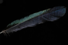 Magpie Feather On Black Background