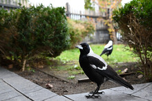 Friendly Australian Magpie, Its Head Slightly Tilted, Standing On A Tile Path Beside A Garden With Hedges, Grass, And Another Magpie In The Background