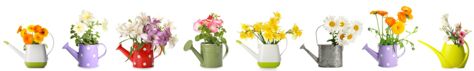 Set of watering cans with bouquets of beautiful flowers isolated on white