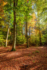 Wall Mural - Beautiful forest in sunny autumn. Wildlife during autumn, Poland,