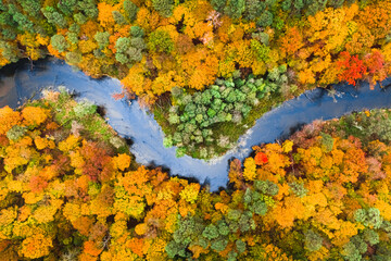 Colorful forest and river. Aerial view of wildlife in autumn