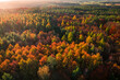 Aerial view of brown autumn forest at sunset, Poland
