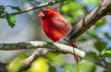 Canvas Print - male cardinal in a tree