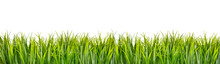 Green Grass Border Isolated On White Background