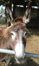 Donkey With Big Eyes And Very Long Ears Braying In The Farm