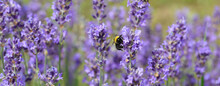 Bumblebee Also Called Bombus On The Lavandula Flower