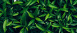Leinwandbild Motiv Background green leaves, plant of leaf green jungle nature, abstract dark background and wallpaper, for design.