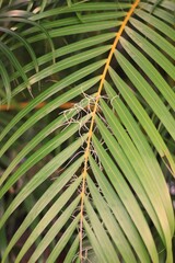 palm tree leaves