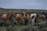 Fototapeta Konie - Herd of western ranch horses in the spring.
