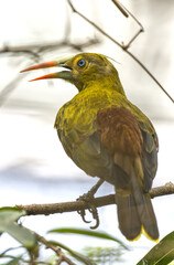 Poster - Green oropendola. Psarocolius viridis