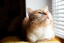 Furry Cat Lying Near Window Taking Sun Bath, Yellow Eyes, Amber Eyes
