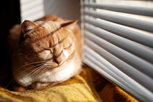 Furry Cat Lying Near Window Taking Sun Bath And Sleep