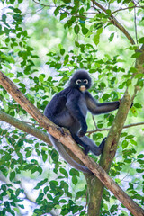 Wall Mural - A wild dusky leaf monkey (Trachypithecus obscurus) is sitting on the platform of Zoo Melaka Malaysia. It is a species of primate in the family Cercopithecidae. 