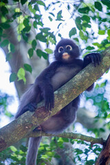 Wall Mural - A wild dusky leaf monkey (Trachypithecus obscurus) is sitting on the platform of Zoo Melaka Malaysia. It is a species of primate in the family Cercopithecidae. 