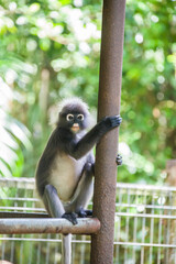 Wall Mural - A wild dusky leaf monkey (Trachypithecus obscurus) is sitting on the platform of Zoo Melaka Malaysia. It is a species of primate in the family Cercopithecidae. 