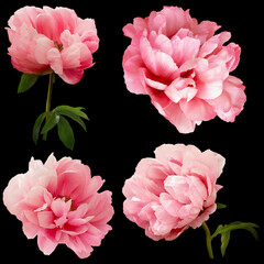Wall Mural - Pink  peony isolated on black background. Floral arrangement, bouquet of garden flowers. Can be used for invitations, greeting, wedding card.