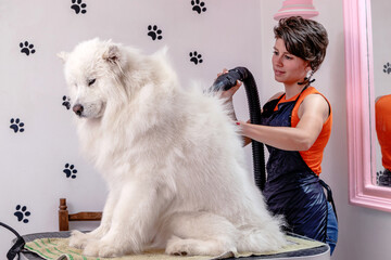 A professional female groomer is air drying and brushing a beautiful Siberian Samoyed, White Husky dog in a pet salon.