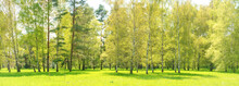Green Forest Panorama; With Green Trees And Green Grass On Green Field
