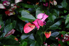 Close Up Pink Anthurium Flowers With Green Leaves