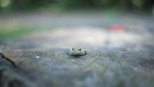 Grey Frog Or Toad Sitting On Stump Looking Ahead