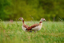 Egyptian Geese On A Field (Alopochen Aegyptiaca)