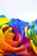 Rainbow rose or happy flower