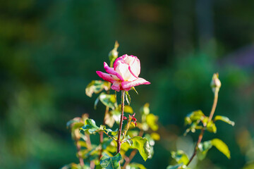 Poster - Beautiful pink rose on a blurred green background