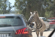 Beautiful Zebra In Freedom