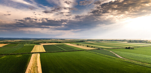 Wall Mural - Agricultural landscape of golden wheat field