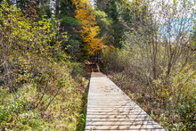 Deserted Walkway Across Wetland To A A Forest Trail In Park On A Sunny Autumn Day. Algonquin Park, ON, Canada.