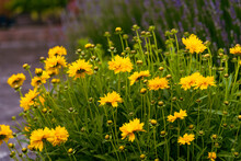Yellow Coloured Coreopsis Flowers In The Spring Garden, Lance-leaved Coreopsis, A North American Species Of Tickseed In The Sunflower Family