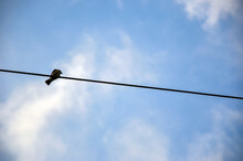 Morning Bird Sitting On An Electric Wire Against Blue Cloudy Sky. Closeup Of A Lonely Bird Longing For A Partner. Silhouette Of A Light Vented Bulbul Or Chinese Bulbul Bird Resting On Wire.