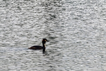 Sticker - Great crested grebe (Podiceps cristatus) swimming in Virginia Water Lake, Windsor Great Park, United Kingdom