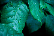 Natural Green Leaves Background With Drops Of Rain