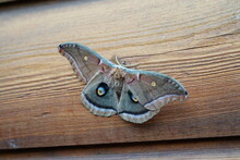 North American Polyphemus Moth Sits On The Outside Wall
