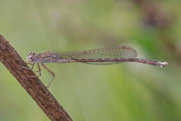 Dragonfly (Coenagrionidae) sits on a dry grass stalk. Transparent wings with a strict pattern are folded along the body. 