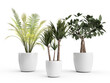 3d render three different flowerpots on a white background in white pots