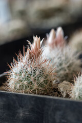 Poster - A white flower on a cactus.