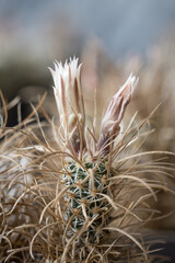 Poster - A white flower on a cactus.