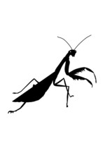 Mantis Black Shadow