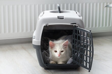 Serious White Turkish Angora Cat In A Cat Carrier. Concept: Moving With A Cat