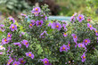 © Marat Lala - Amazing flowers of the gray-leaved cistus with bees and bumblebees