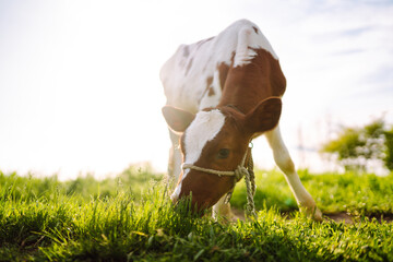 Calf eating green grass. Farm baby animal. Pet animal husbandry and Dairy life concept.