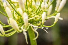 Details Of Water Drops, After Rain, On White Agapanthus Flower.