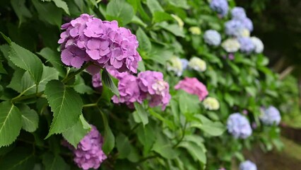 Poster - 東京都北区王子に咲くたくさんの紫陽花