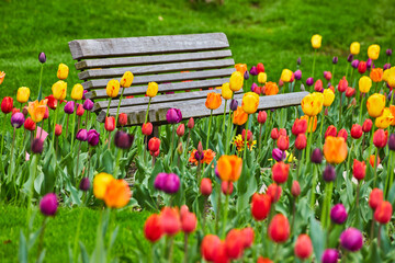 Wall Mural - Park bench surrounded by vibrant and colorful spring tulip garden